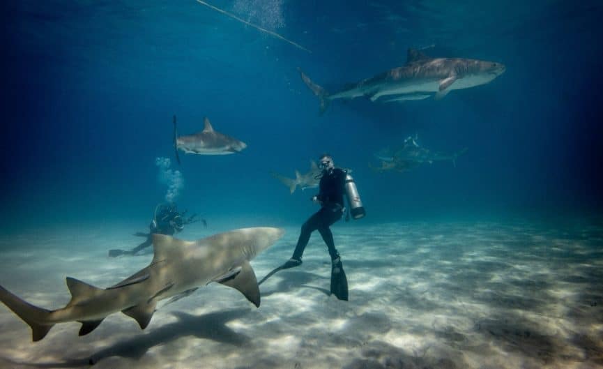 sharks circling scuba divers